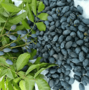 Trám nếp đen Cao Bằng