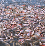 Cá lồng Trùng Khánh